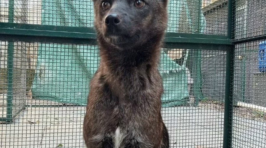 Учёные подтвердили существование догксима — гибрида лисы и собаки