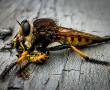 Ктыри — хищные мухи, которые охотятся на кровососов и ос