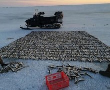 Правда ли, что в России топили печи рыбой? Исторические факты