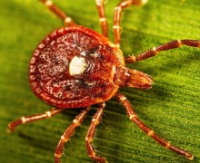 Клещ Lone Star tick вызывает аллергию на мясо: один укус — и навсегда