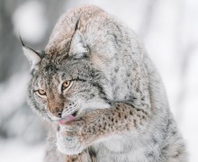 Лапы рыси — тайное оружие хищника и зимняя адаптация природы