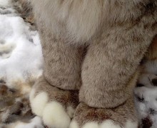 Лапы рыси — тайное оружие хищника и зимняя адаптация природы