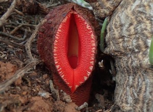 Hydnora africana — паразитирующее растение с запахом гнили и съедобным плодом