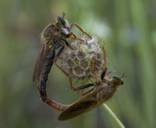 Ктыри — хищные мухи, которые охотятся на кровососов и ос