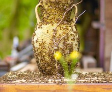 «Сделано пчёлами»: скульптуры Томаша Либертины из воска и живых ульев