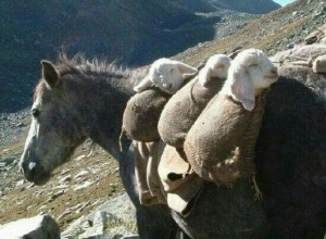 Ослики-няньки: как ослы помогают пастухам заботиться о ягнятах