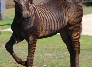 Зорс — удивительный гибрид зебры и лошади