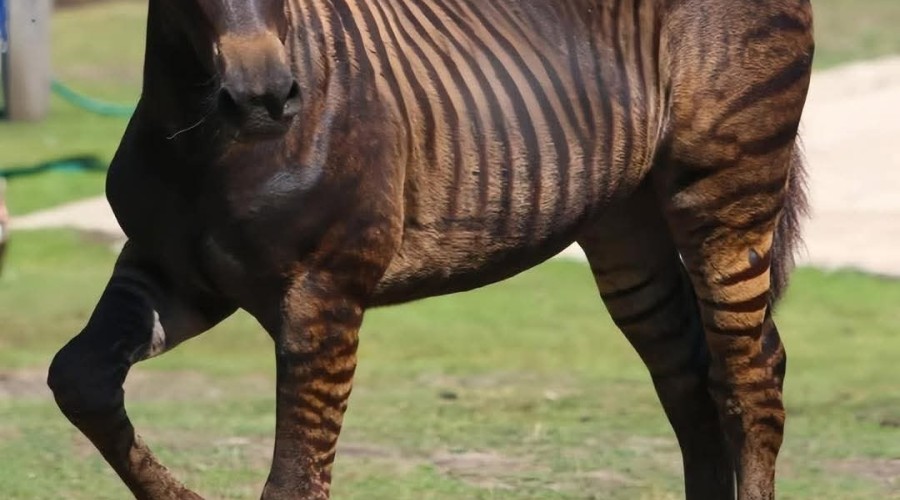 Зорс — удивительный гибрид зебры и лошади