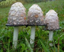 Чернильный гриб: загадочный самоед, редкий деликатес и исторический источник уникальных чернил
