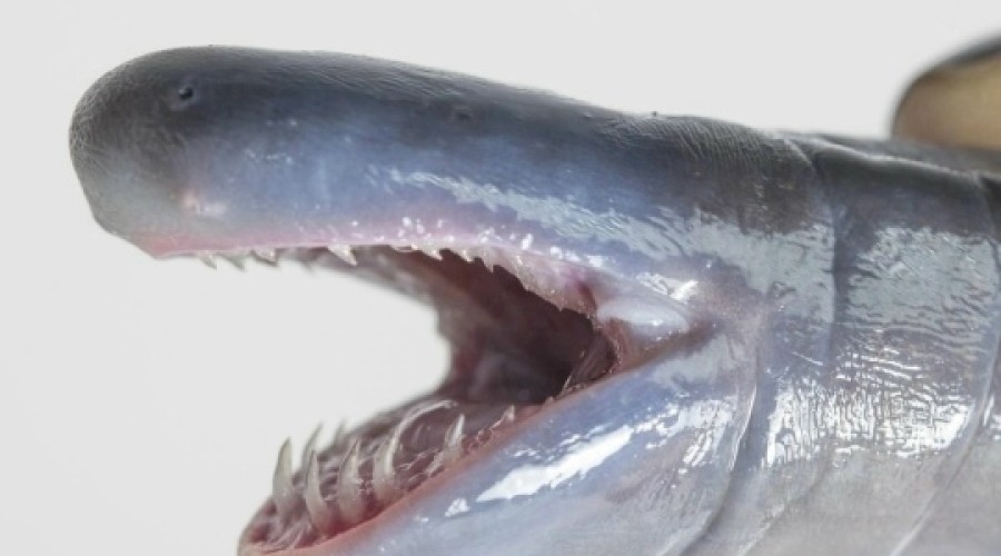 Айзельтский червь: крупнейший безлёгочный хищник планеты