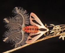 Австралийская «ужасная моль»: пугающая внешность и романтичная цель