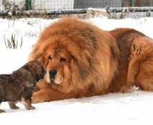 Тибетский мастиф – правда и мифы о гигантской собаке