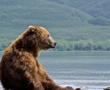 Медведи любуются природой: загадочные «человеческие» паузы в жизни животных