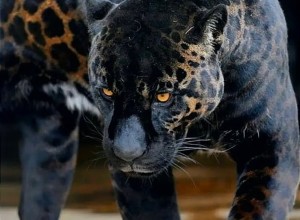 Учёные: ягуары едят психоактивные растения для усиления охоты