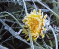 Заморозки до −3 °C: синоптики предупреждают о ночных морозах в республике