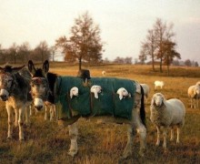 Ослики-няньки: как ослы помогают пастухам заботиться о ягнятах