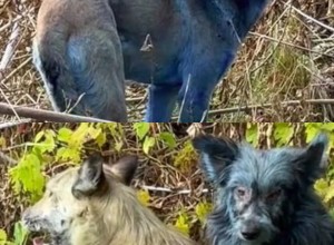 В Чернобыле нашли собак с синей шерстью — учёные выясняют причину