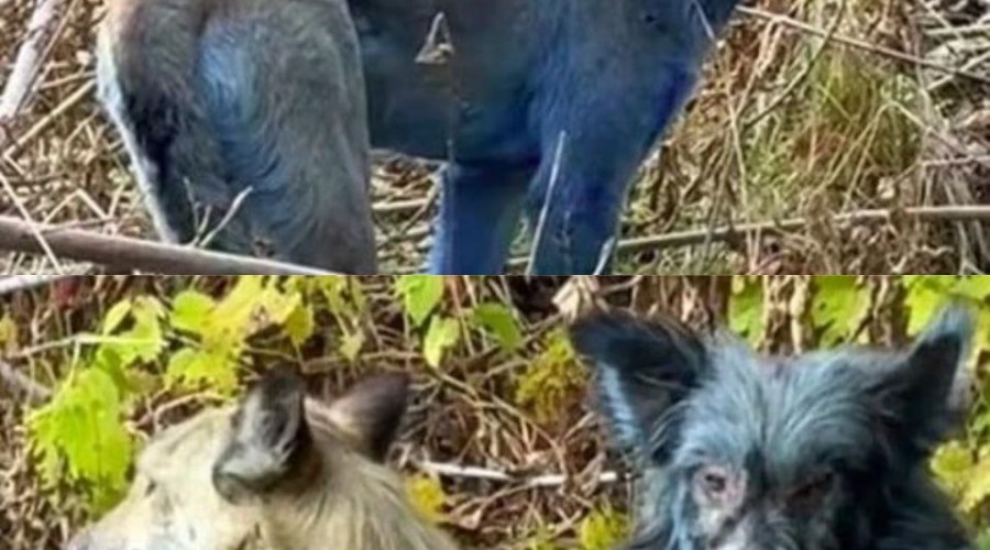 В Чернобыле нашли собак с синей шерстью — учёные выясняют причину