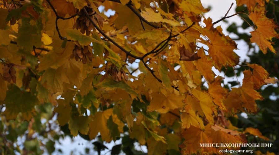 Погода 5 ноября: облачно с прояснениями и небольшим дождём