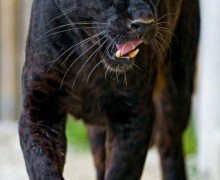 Учёные: ягуары едят психоактивные растения для усиления охоты