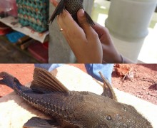 Амазонские кольчужные сомы Pseudorinelepis genibarbis — «сом без ребер» Амазонии