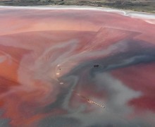 Бурлинское озеро в Алтайском крае: розовое чудо с железной дорогой