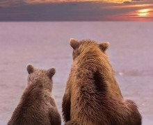Медведи любуются природой: загадочные «человеческие» паузы в жизни животных