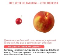 Как изменились овощи и фрукты за тысячи лет благодаря селекции человека