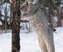 Лапы рыси — тайное оружие хищника и зимняя адаптация природы