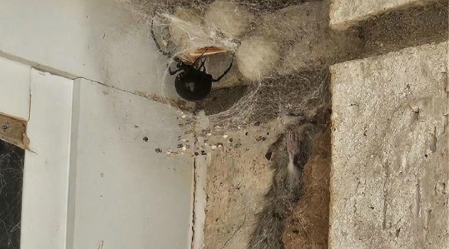 В США мужчина обнаружил у себя дома гигантскую черную вдову