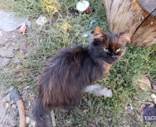 Военный привёз домой котят, родившихся на российских позициях