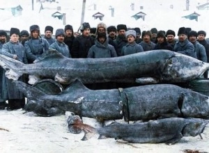 Белуга — царица рек, древняя рыба весом 1,5 тонны, стоящая на грани исчезновения