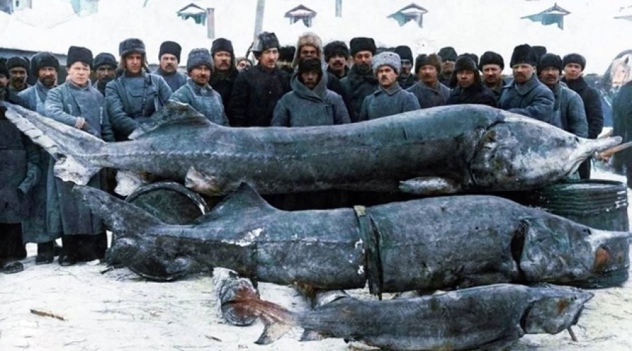 Белуга — царица рек, древняя рыба весом 1,5 тонны, стоящая на грани исчезновения