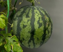 Полярники вырастили арбузы в Антарктике: уникальный эксперимент