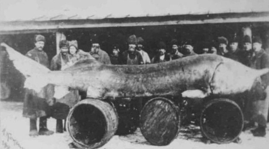 Самая дорогая рыба в истории: белуга весом 1227 кг с рекордной икрой