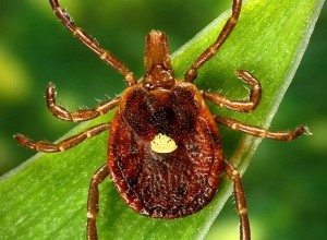 Клещ Lone Star tick вызывает аллергию на мясо: один укус — и навсегда