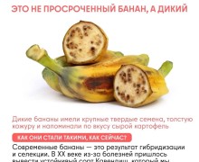 Как изменились овощи и фрукты за тысячи лет благодаря селекции человека