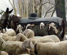 Ослики-няньки: как ослы помогают пастухам заботиться о ягнятах