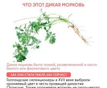 Как изменились овощи и фрукты за тысячи лет благодаря селекции человека