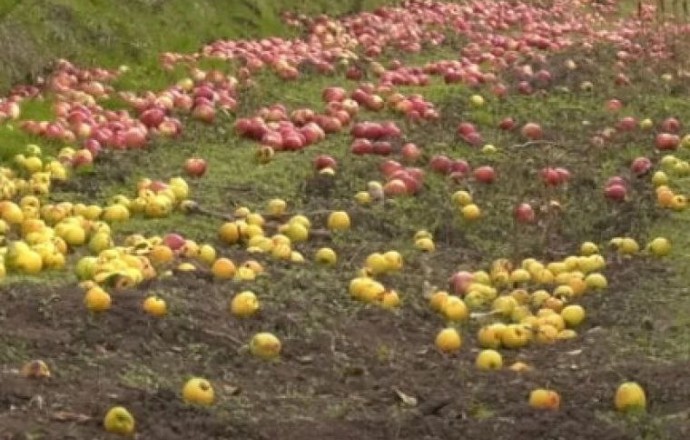 Молдавский фермер выбросил 40 тонн яблок из-за отсутствия сбыта