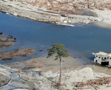 Одинокая сосна Рикузэнтаката: символ надежды и возрождения Японии