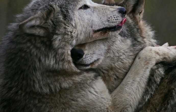Волчья верность: любовь, преданность и трагические потери в стаях волков
