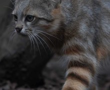 Колоколо — редкая пампасная кошка Южной Америки, тайный хищник Анд