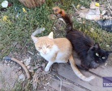 Военный привёз домой котят, родившихся на российских позициях