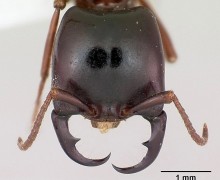 Как в Африке используют муравьёв для зашивания ран