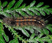 Австралийская «ужасная моль»: пугающая внешность и романтичная цель