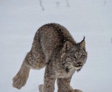 Лапы рыси — тайное оружие хищника и зимняя адаптация природы
