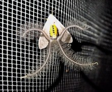 Австралийская «ужасная моль»: пугающая внешность и романтичная цель