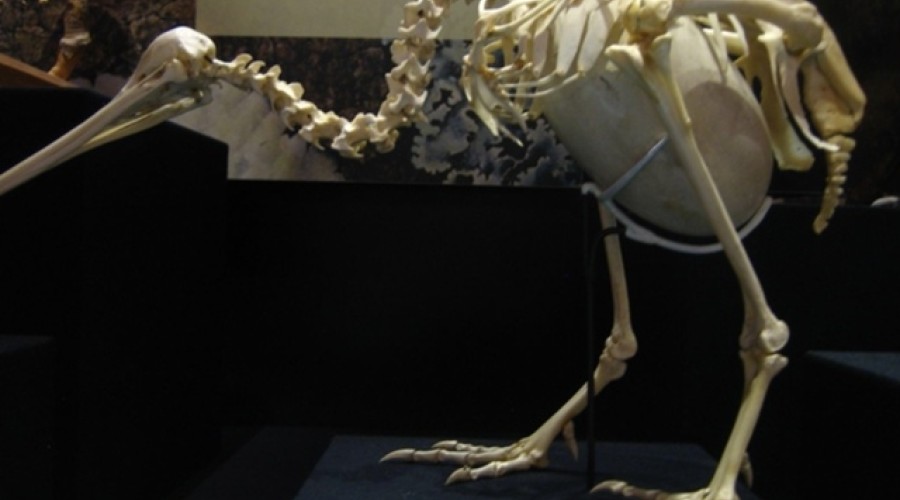 Птица киви: рекордно большое яйцо и необычный способ выведения потомства