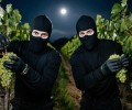 В Каменке и Рыбнице раскрыты кражи винограда, продуктов и сигарет